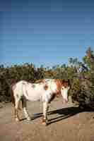 Foto gratuita cerrar a caballo en la naturaleza