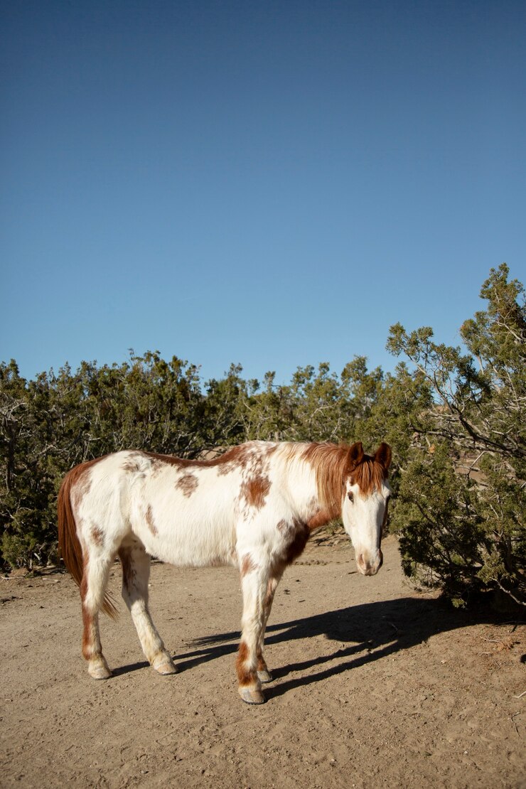 Foto gratuito cerrar a caballo en la naturaleza