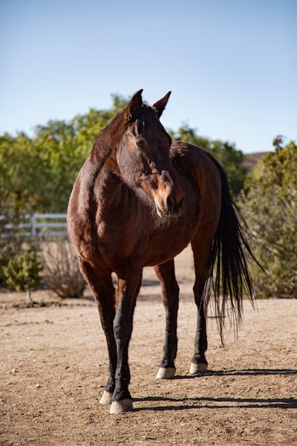 Cerrar a caballo en la naturaleza