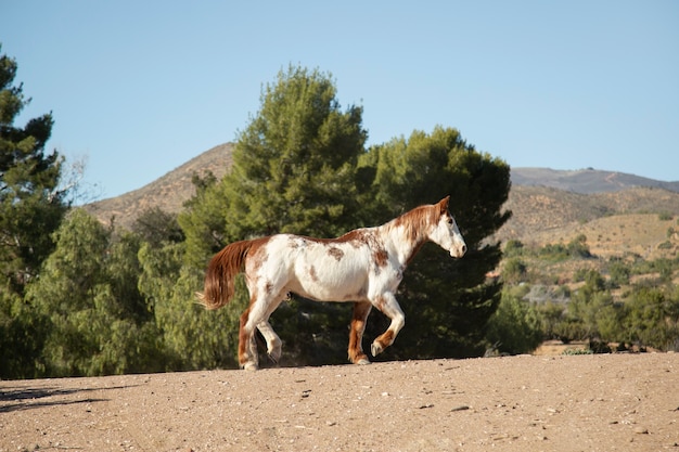 Foto gratuita cerrar a caballo en la naturaleza