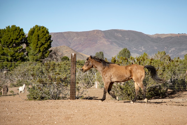 Foto gratuita cerrar a caballo en la naturaleza