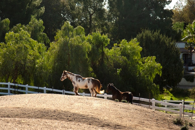 Foto gratuita cerrar a caballo en la naturaleza