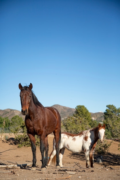 Foto gratuita cerrar a caballo en la naturaleza