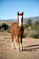 Foto gratuita cerrar a caballo en la naturaleza