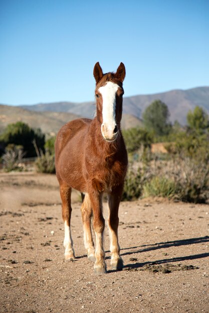 Cerrar a caballo en la naturaleza