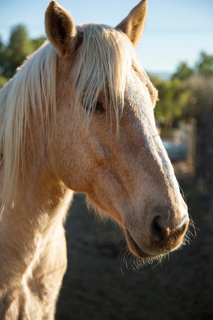 Foto gratuito cerrar a caballo en la naturaleza