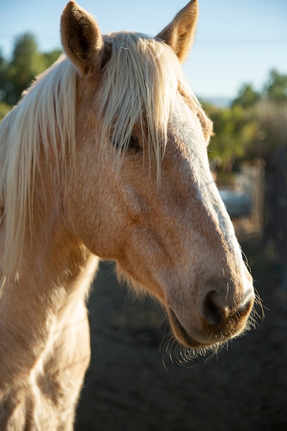 Cerrar a caballo en la naturaleza