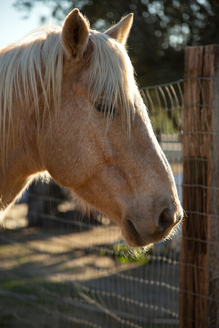 Foto gratuito cerrar a caballo en la naturaleza