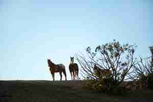 Foto gratuita cerrar a caballo en la naturaleza