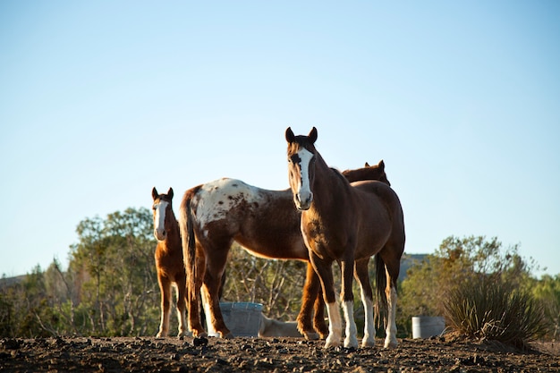 Foto gratuita cerrar a caballo en la naturaleza