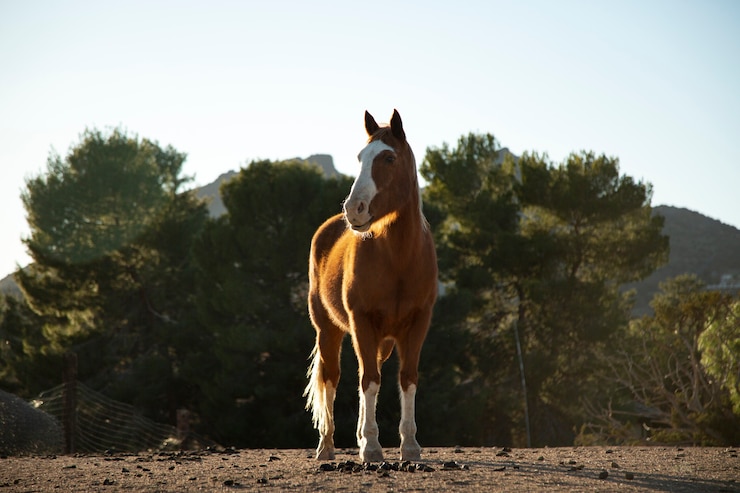 Foto gratuito cerrar a caballo en la naturaleza
