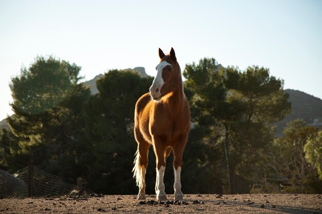 Cerrar a caballo en la naturaleza