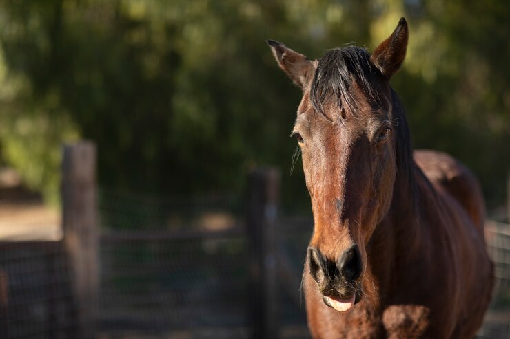 Foto gratuito cerrar a caballo en la naturaleza