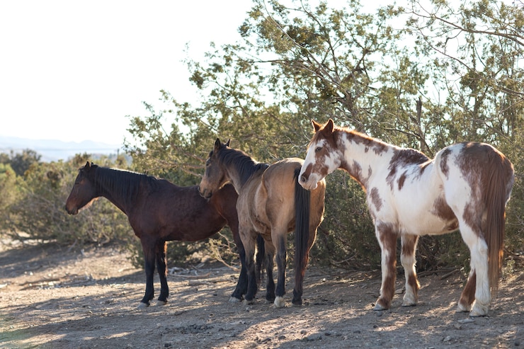 Foto gratuito cerrar a caballo en la naturaleza