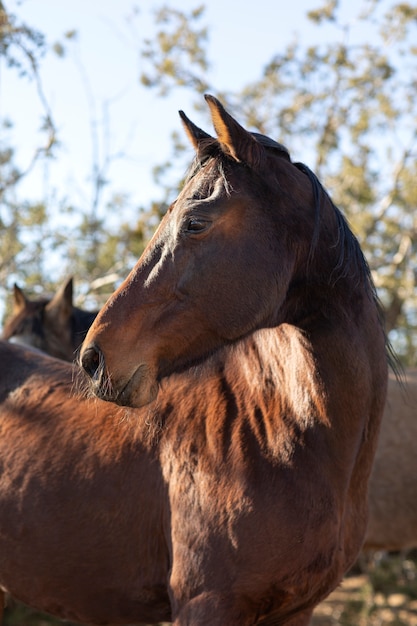 Foto gratuita cerrar a caballo en la naturaleza