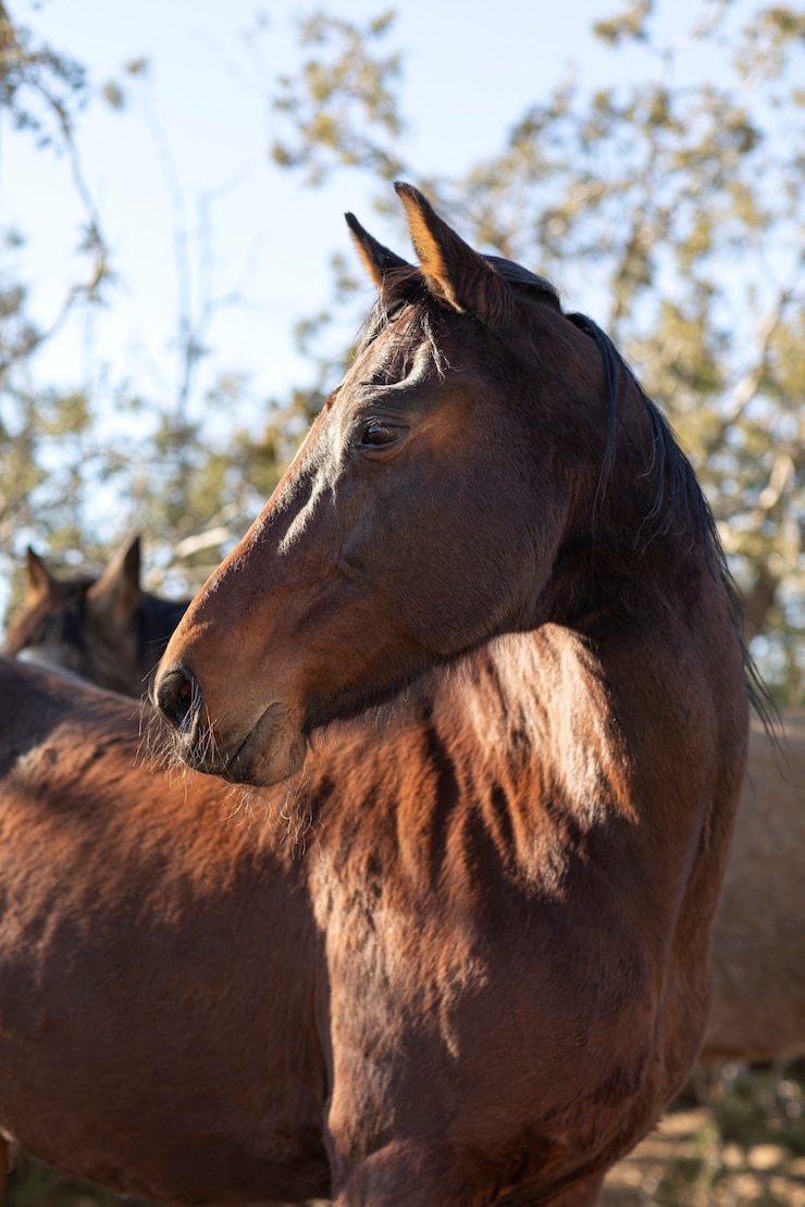 Foto gratuito cerrar a caballo en la naturaleza