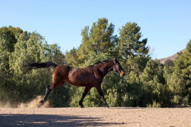 Cerrar a caballo en la naturaleza