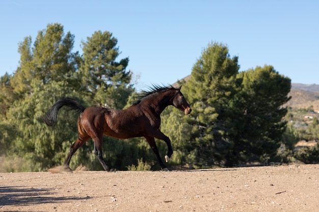 Foto gratuita cerrar a caballo en la naturaleza