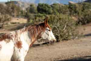 Foto gratuita cerrar a caballo en la naturaleza