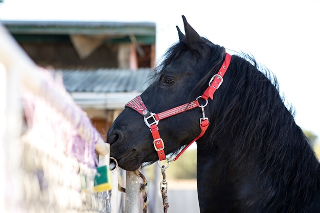 Foto gratuita cerrar a caballo en la naturaleza