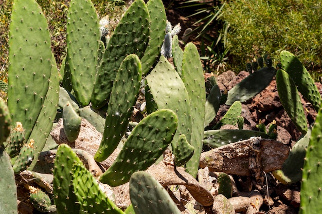 Cerrar cactus en un día soleado