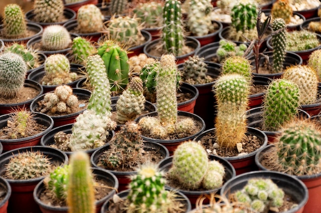 Cerrar cactus en el jardín