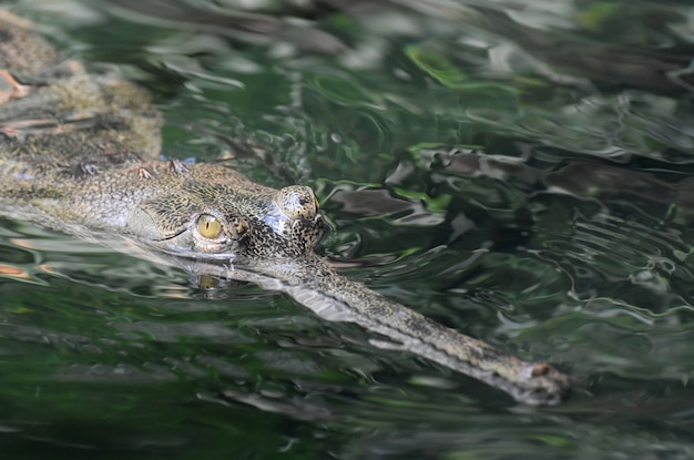 Cerrar la cara de un cocodrilo gavial en un río