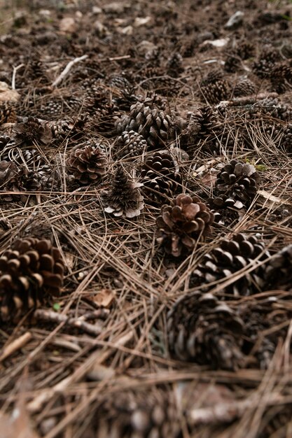 Cerrar conos de pino en la naturaleza