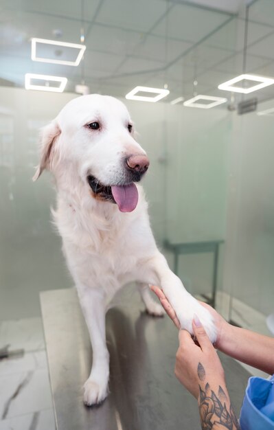 Cerrar doctor sosteniendo la pata del perro