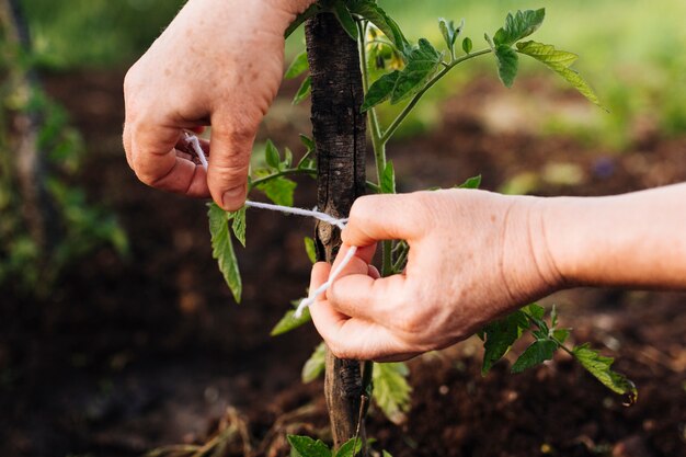 Cerrar estacar una planta