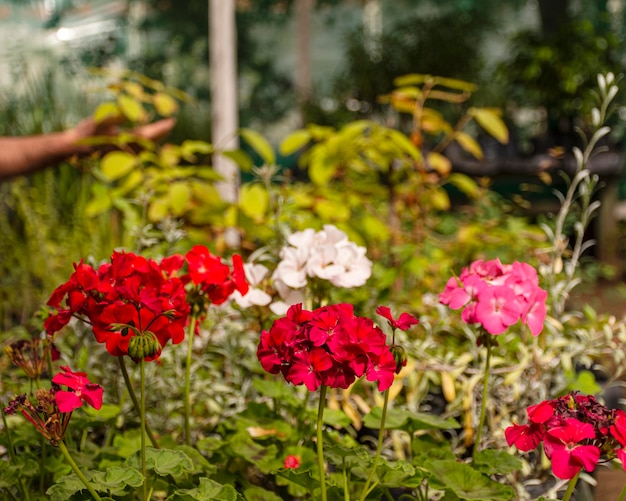 Foto gratuita cerrar flores en el jardín