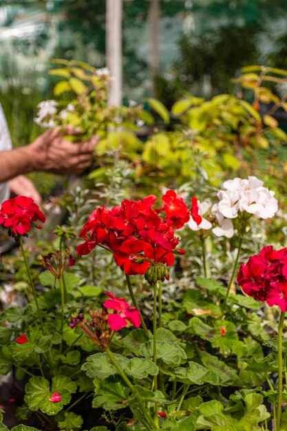 Cerrar flores en el jardín