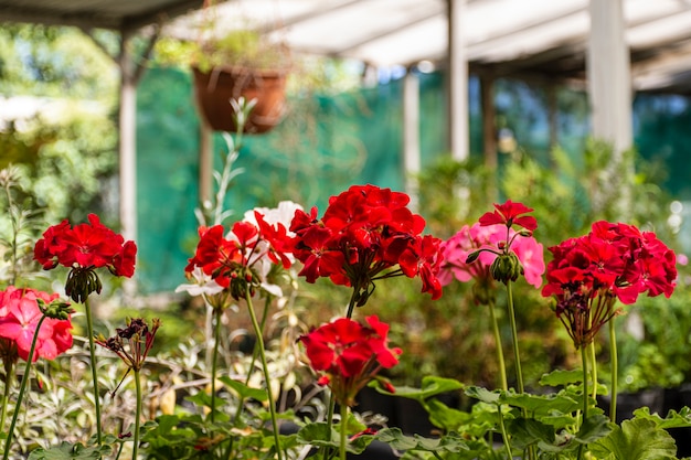 Foto gratuita cerrar flores en el jardín