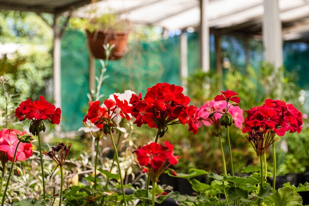 Cerrar flores en el jardín