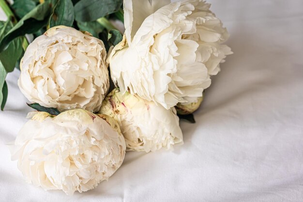 Cerrar flores de peonías de primavera blanca en la cama