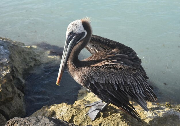 Cerrar foto de un hermoso pelícano en la costa