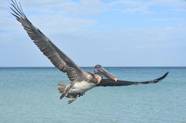 Cerrar foto de un pelícano volando por el cielo