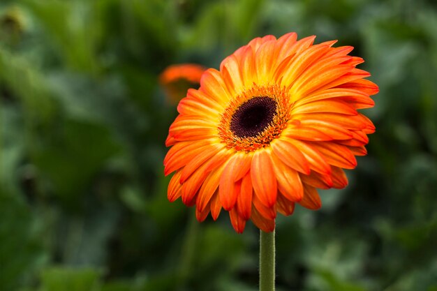 Cerrar la gerbera en el jardín