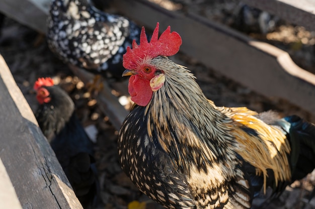 Cerrar granja rural creciente aves