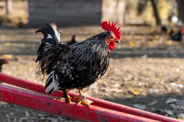 Cerrar granja rural creciente aves