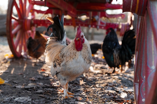 Cerrar granja rural creciente aves