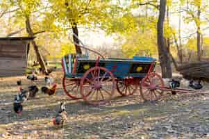 Foto gratuita cerrar granja rural creciente aves