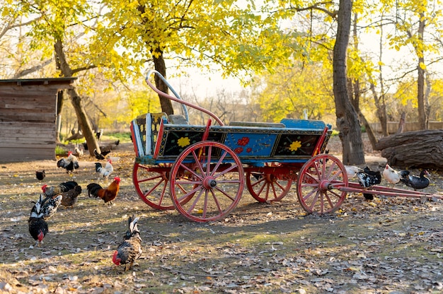 Cerrar granja rural creciente aves