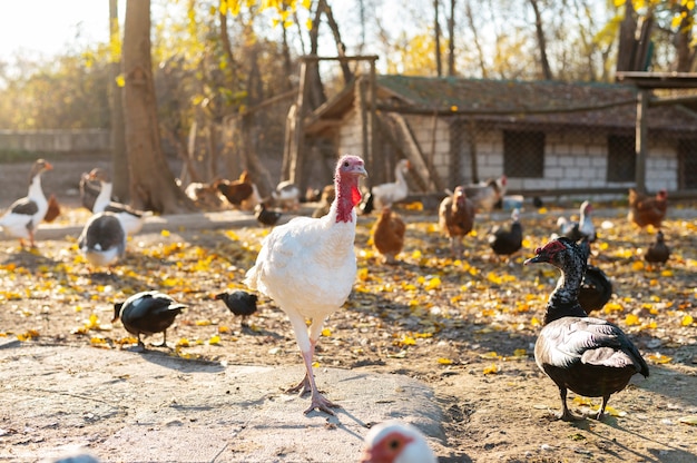 Cerrar granja rural creciente aves