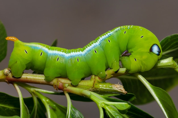 Cerrar gusano verde o gusano daphnis neri en el árbol de palo en la  naturaleza y el medio ambiente | Foto Premium