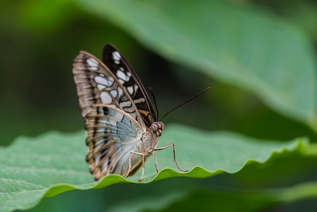 Cerrar hermosa mariposa en hoja