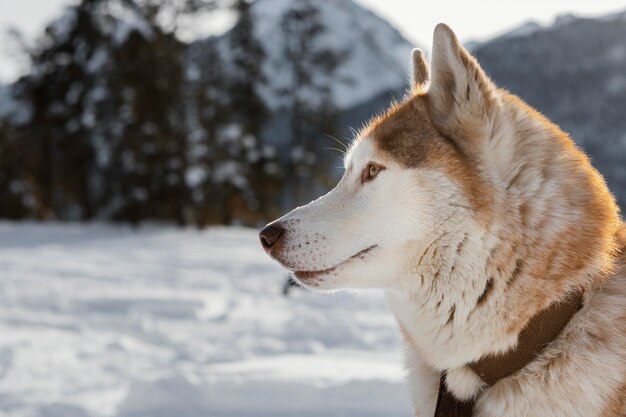 Cerrar hermoso perro al aire libre