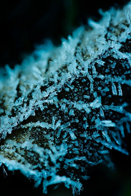 Foto gratuita cerrar = hoja con cristales de hielo