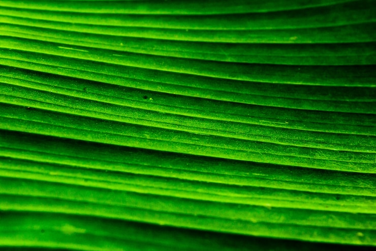 Foto gratuito cerrar hoja de plátano