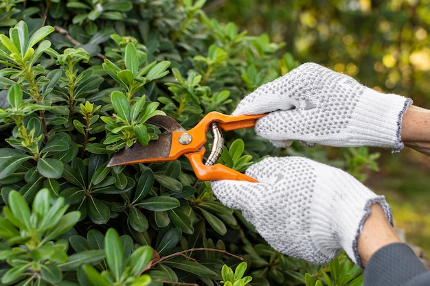 Cerrar las hojas de las plantas de corte